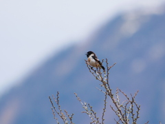 ノビタキ 1905224