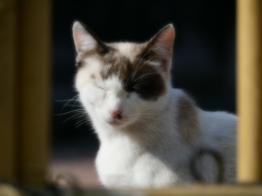 猫 2002102