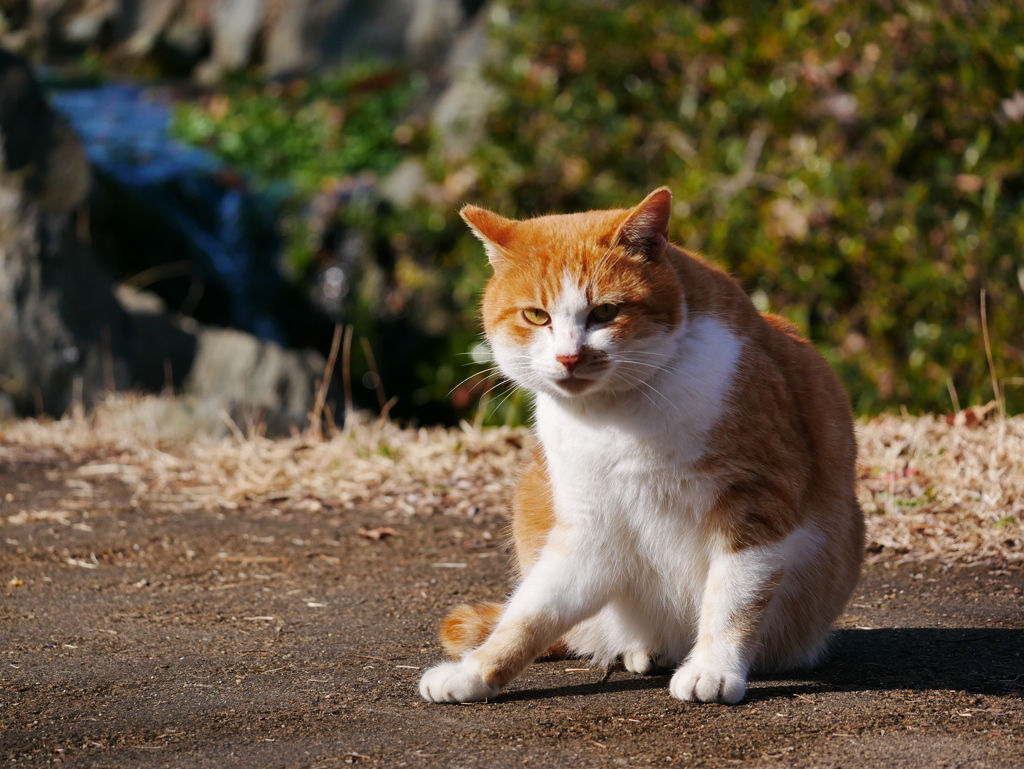 猫 2001167