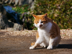 猫 2001167