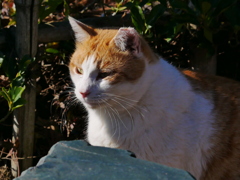 猫 19122915