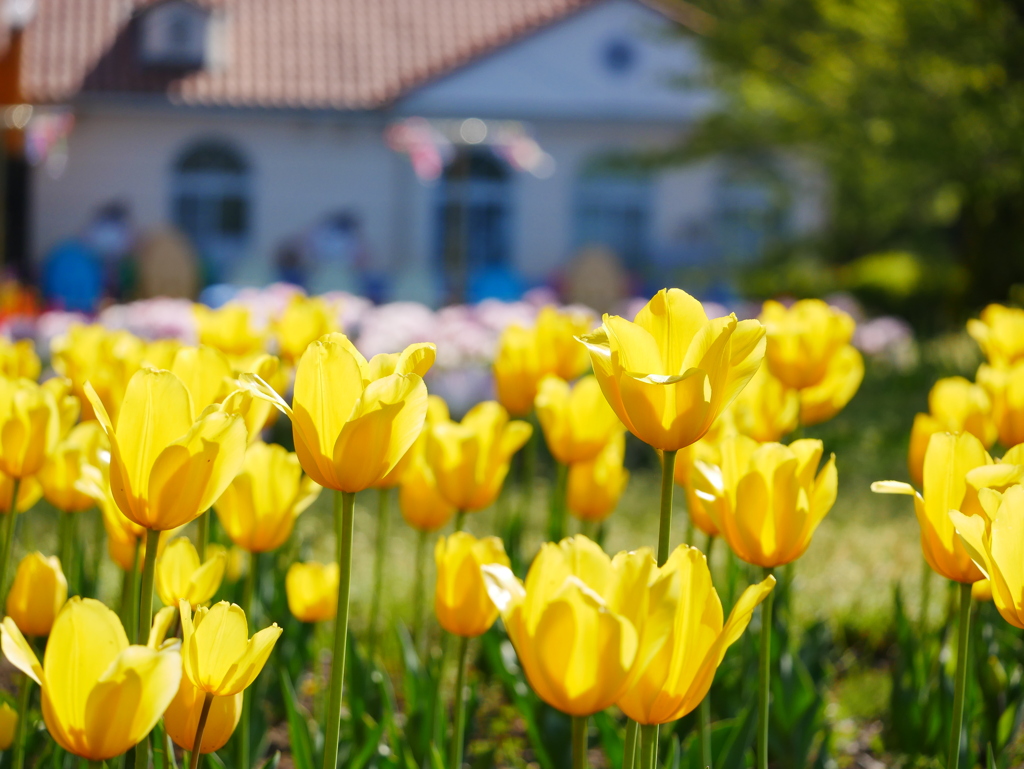 チューリップ 2004259