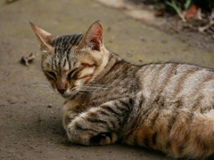 猫 2007106