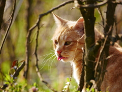 猫 20032310