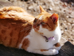 猫 1912297
