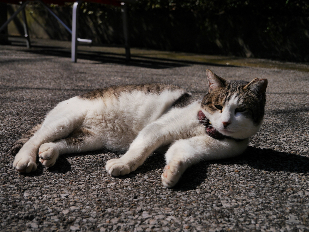 猫 20022128