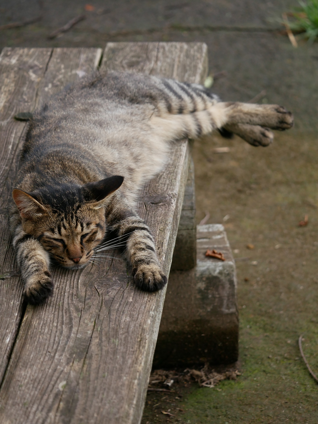 猫 2007107