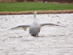 ハクチョウ 2001311