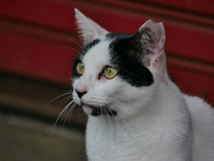 猫 20080424