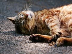 猫 2005112