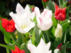 花 2004032