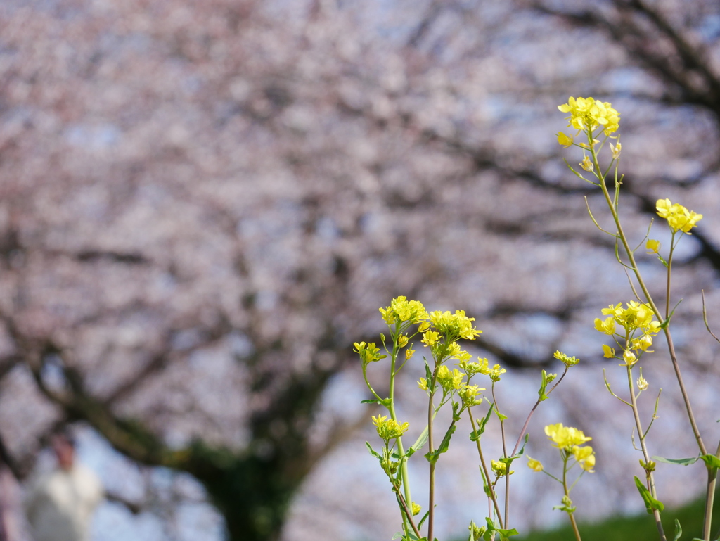 菜の花 2003263