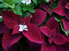 植物 2009081