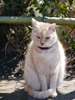 猫 2002218