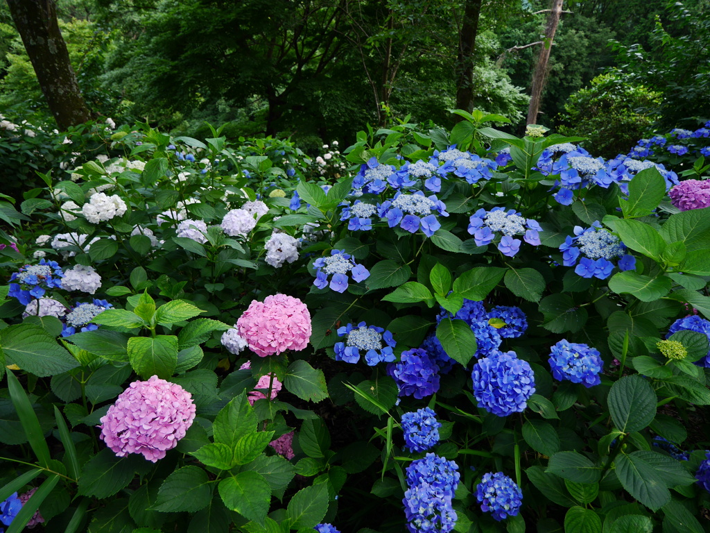 アジサイ 20062922
