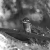 カワセミ 2006082