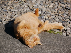 猫 19122914