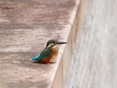 20091516