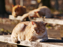 猫 19121610