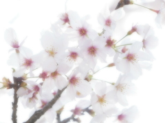 サクラ 2004032