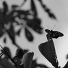 20090911