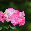 花 2005317