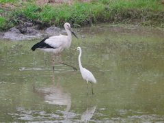 コウノトリ 2007224