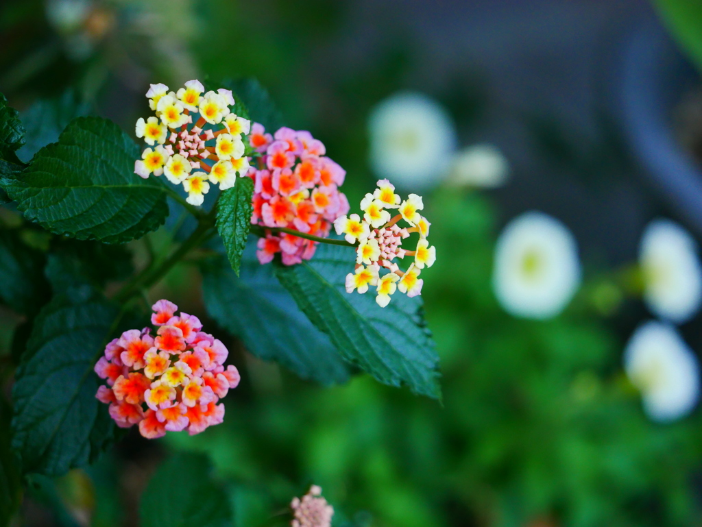 花2006178