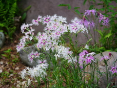 花 2005146
