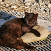 猫 191283