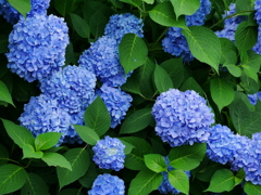 花 2006235