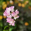 花 2009087