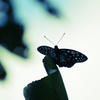 20090913