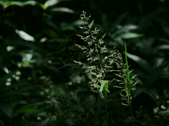 植物 2008281