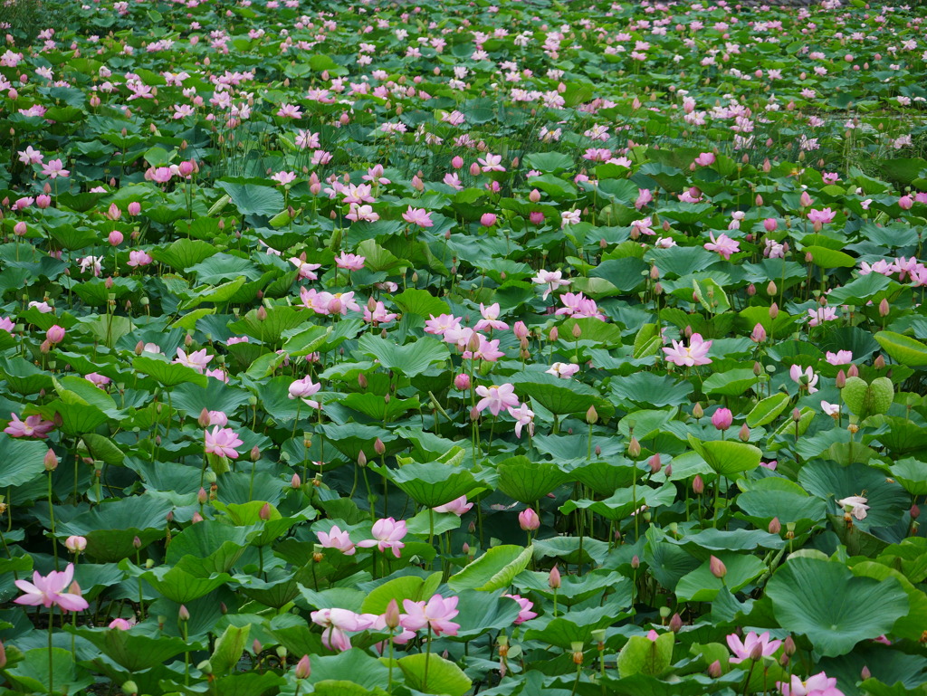花 2007102