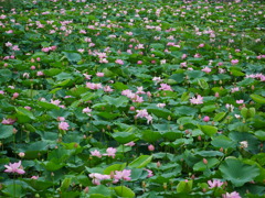 花 2007102