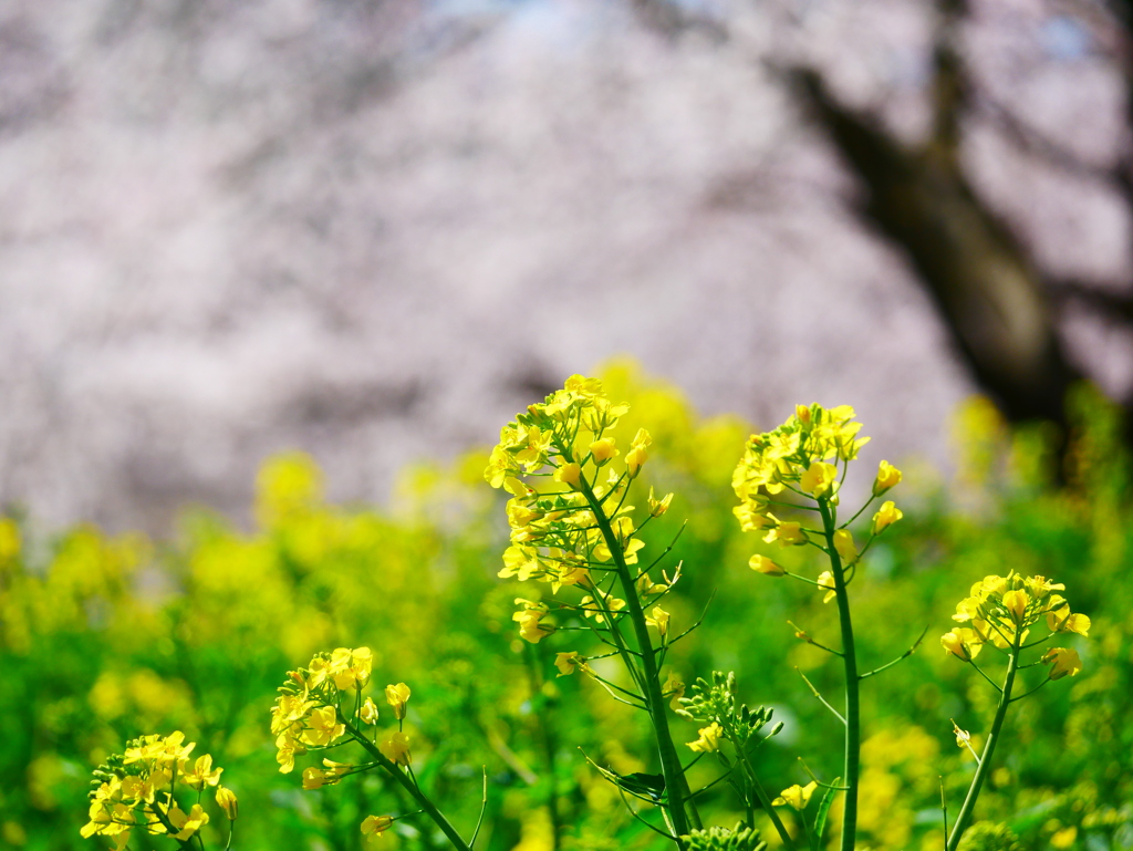 菜の花 1904095