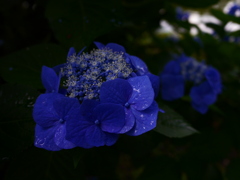 花 2006265