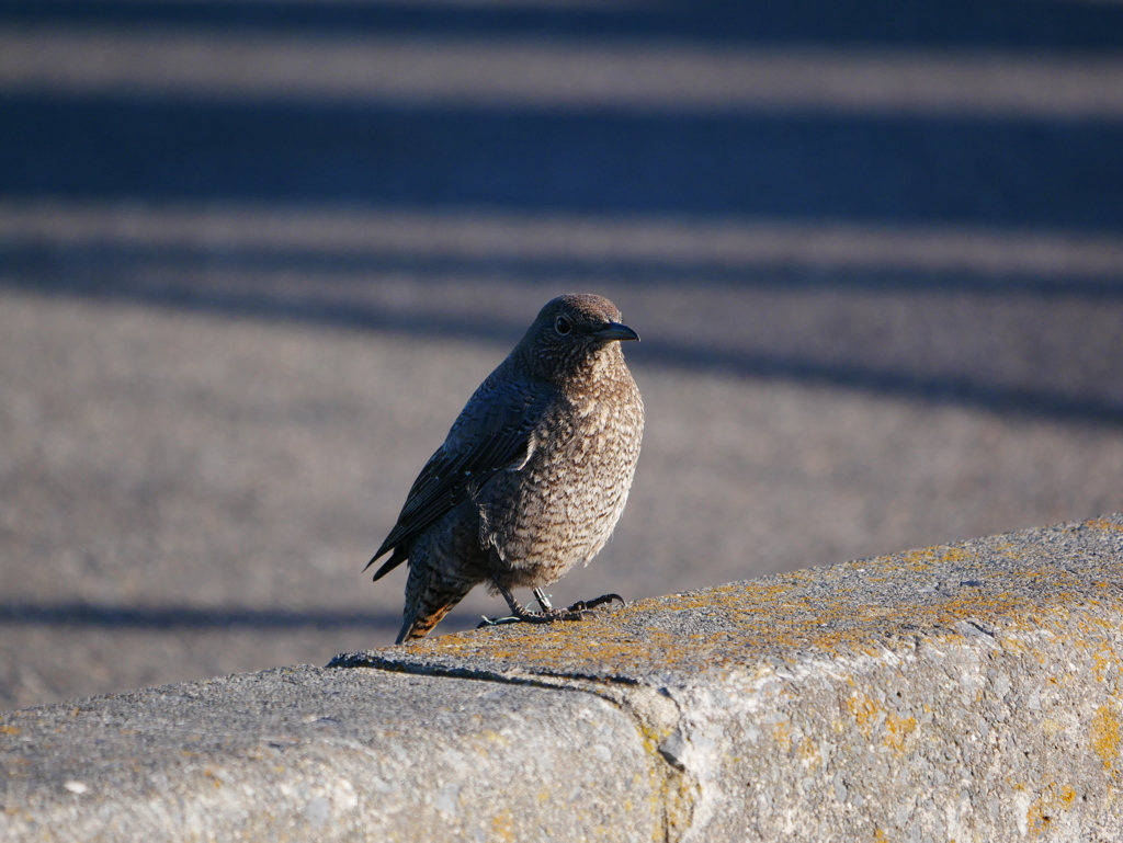 イソヒヨドリ 2001201