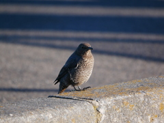 イソヒヨドリ 2001201