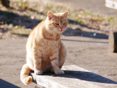 猫 20021012