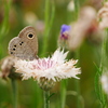 昆虫 2005256