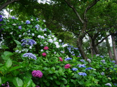 アジサイ 20062924