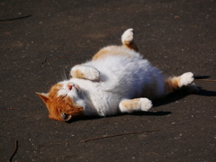 猫 2001161