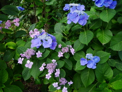 アジサイ 20062936