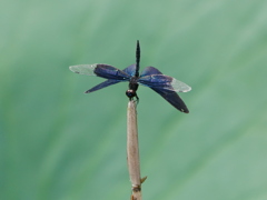 昆虫 2008041