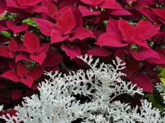 植物 2007312