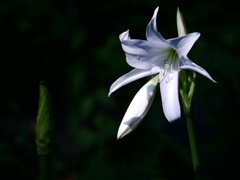 花 2007024