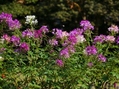 20102721