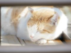 猫 2002217